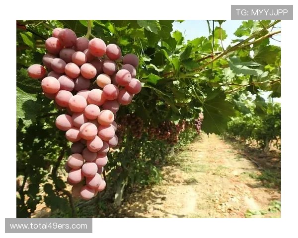 八戒体育注册流程与新手入门指南,轻松开启体育娱乐之旅 八戒体育注册流程与新手入门指南,轻松开启体育娱乐之旅